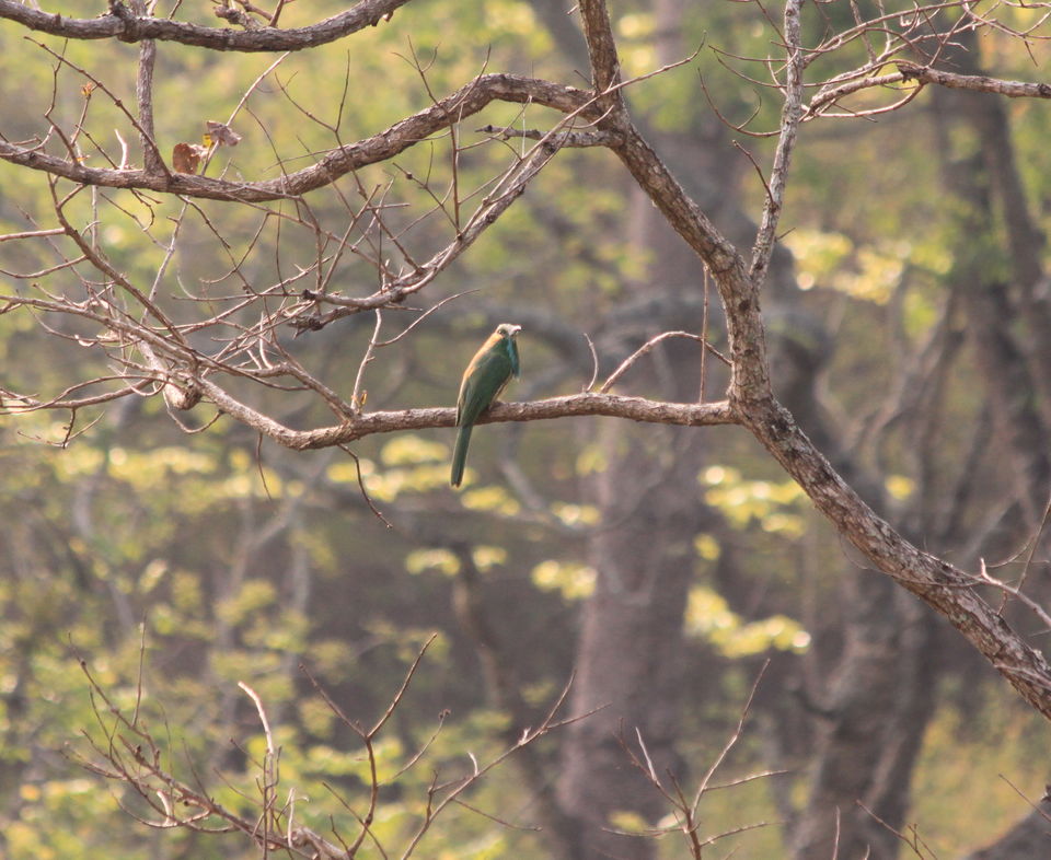Photo of Long weekend in the wild - K Gudi - B R Hills 5/54 by Nancy Desai