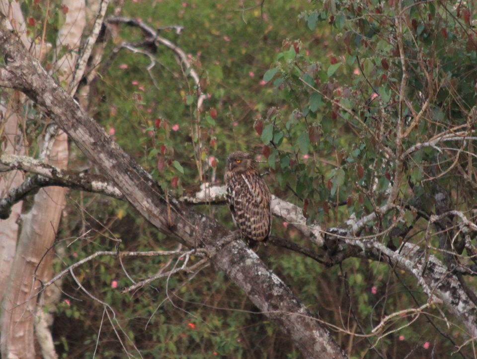 Photo of Long weekend in the wild - K Gudi - B R Hills 6/54 by Nancy Desai