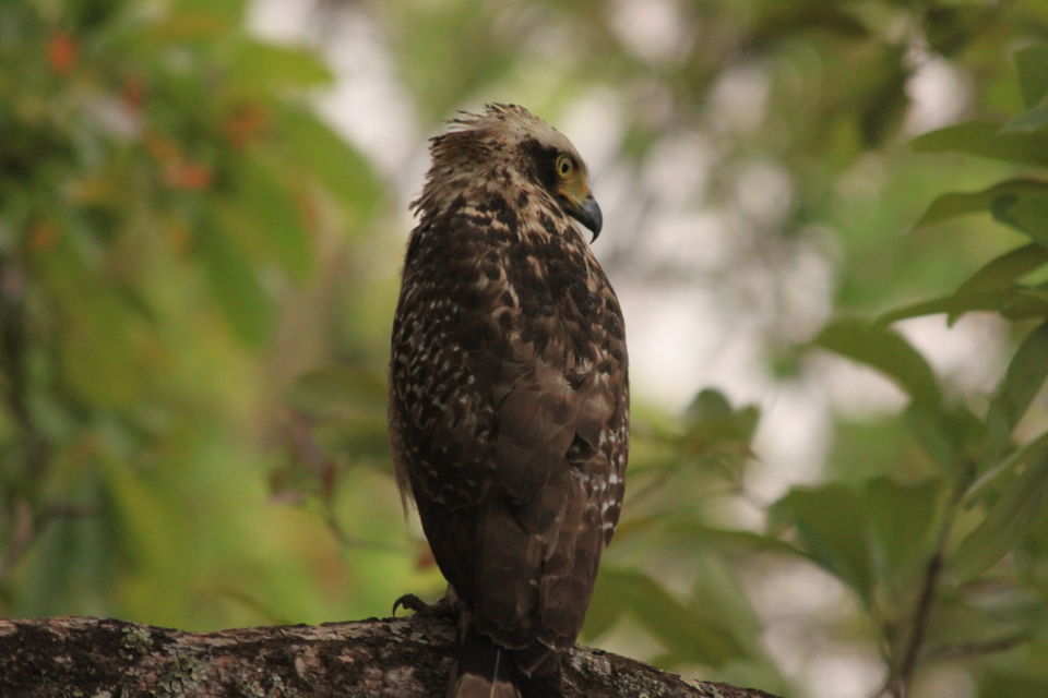 Photo of Long weekend in the wild - K Gudi - B R Hills 45/54 by Nancy Desai