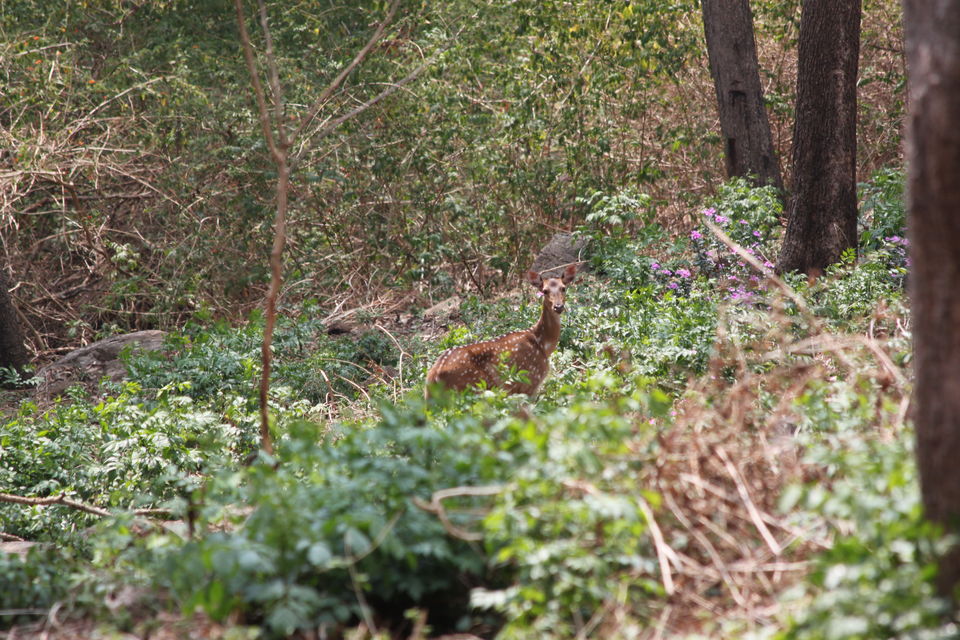 Photo of Long weekend in the wild - K Gudi - B R Hills 9/54 by Nancy Desai
