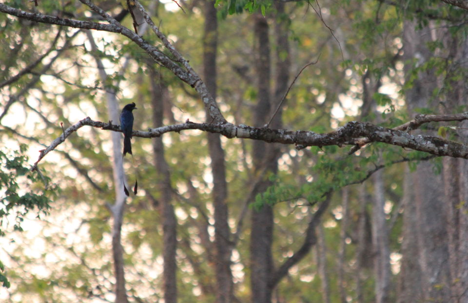 Photo of Long weekend in the wild - K Gudi - B R Hills 15/54 by Nancy Desai