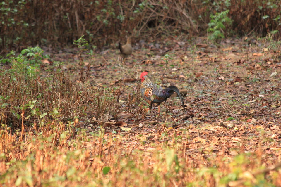 Photo of Long weekend in the wild - K Gudi - B R Hills 16/54 by Nancy Desai