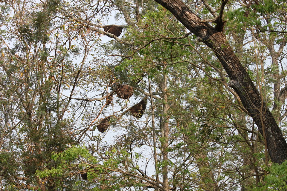 Photo of Long weekend in the wild - K Gudi - B R Hills 19/54 by Nancy Desai