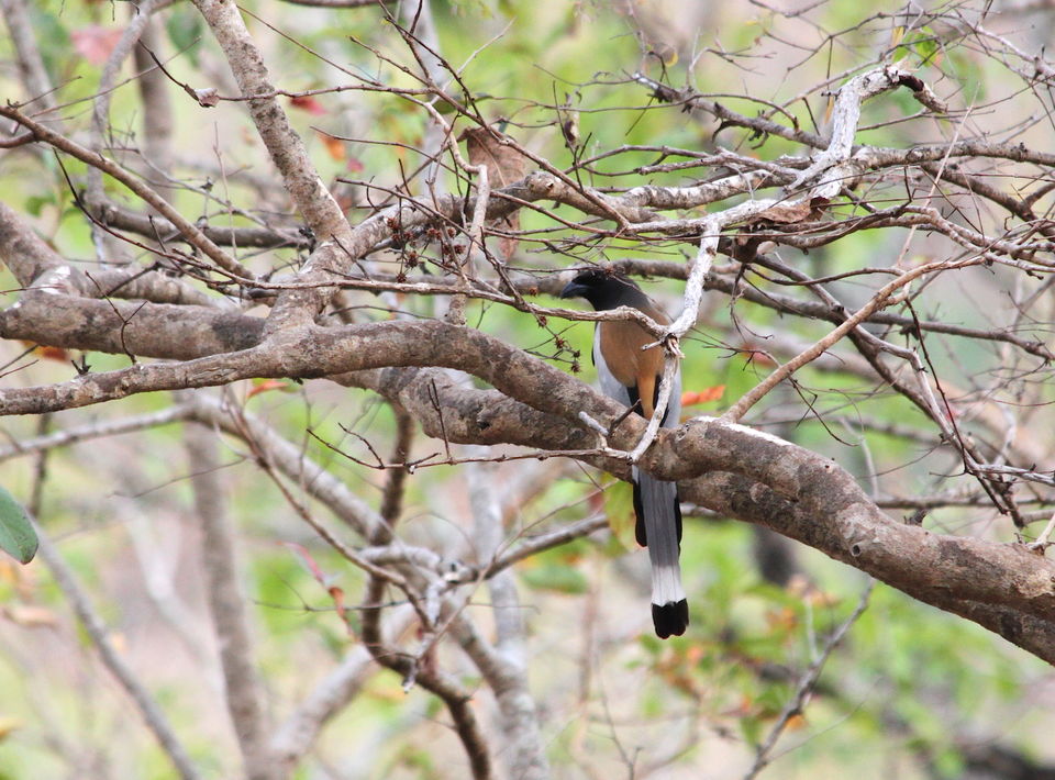 Photo of Long weekend in the wild - K Gudi - B R Hills 24/54 by Nancy Desai