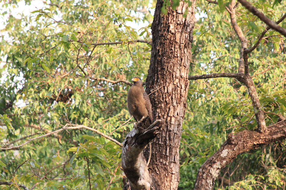 Photo of Long weekend in the wild - K Gudi - B R Hills 26/54 by Nancy Desai