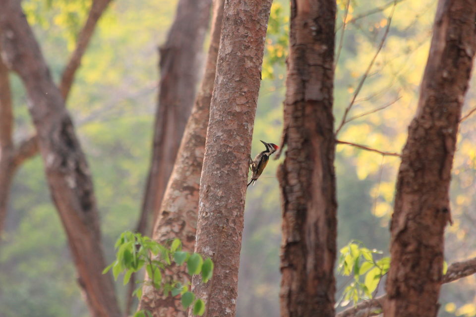 Photo of Long weekend in the wild - K Gudi - B R Hills 28/54 by Nancy Desai