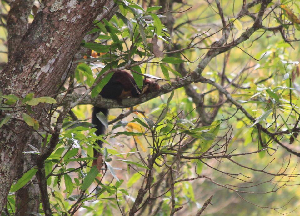Photo of Long weekend in the wild - K Gudi - B R Hills 31/54 by Nancy Desai