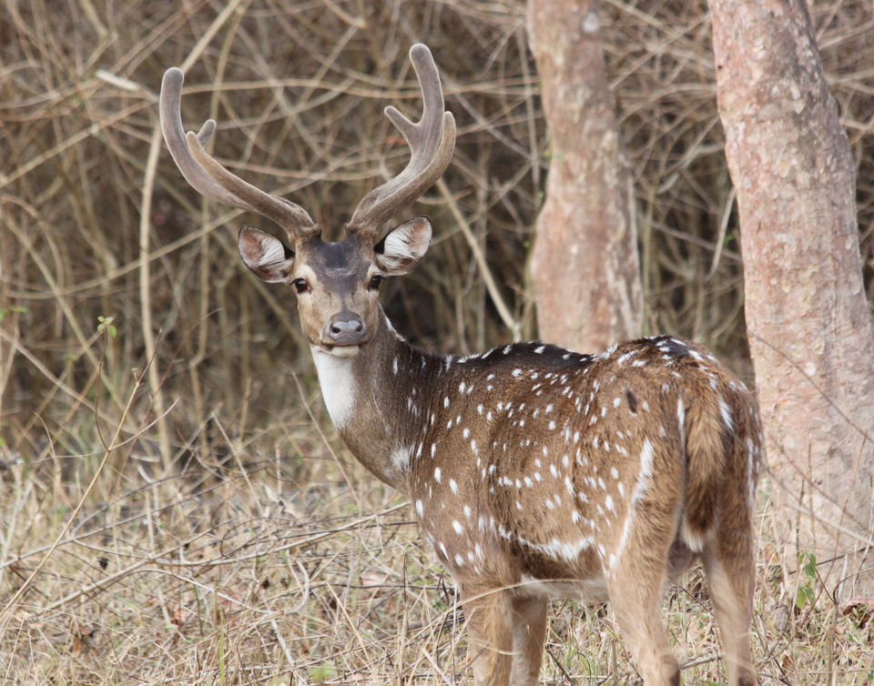 Photo of Long weekend in the wild - K Gudi - B R Hills 33/54 by Nancy Desai