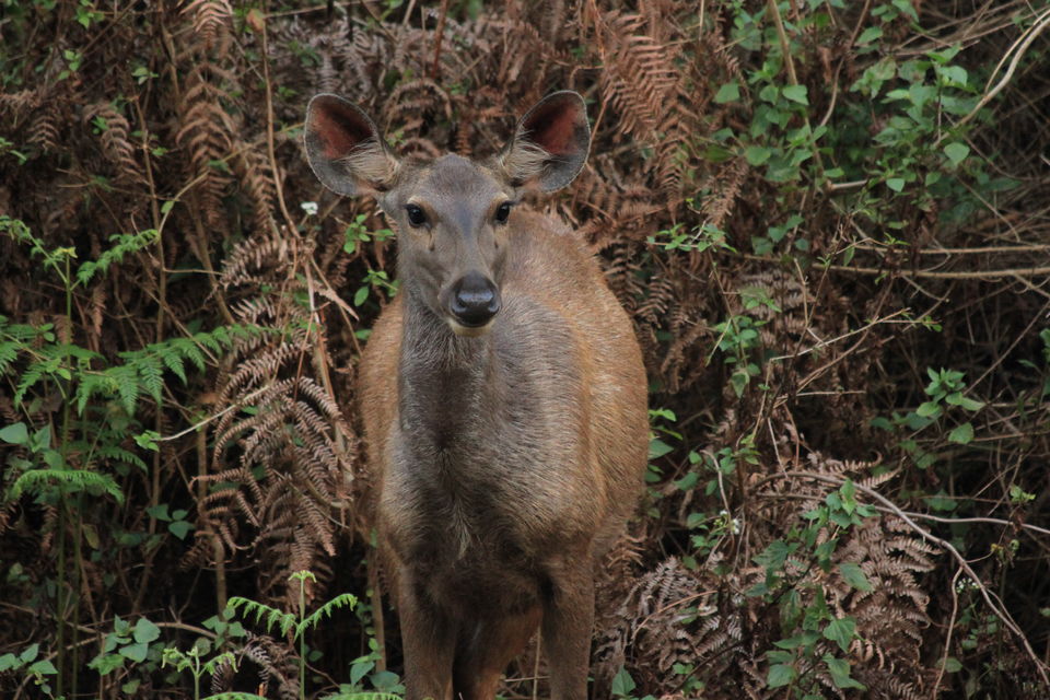 Photo of Long weekend in the wild - K Gudi - B R Hills 34/54 by Nancy Desai