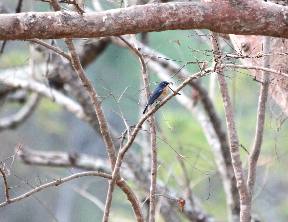 Photo of Long weekend in the wild - K Gudi - B R Hills 35/54 by Nancy Desai