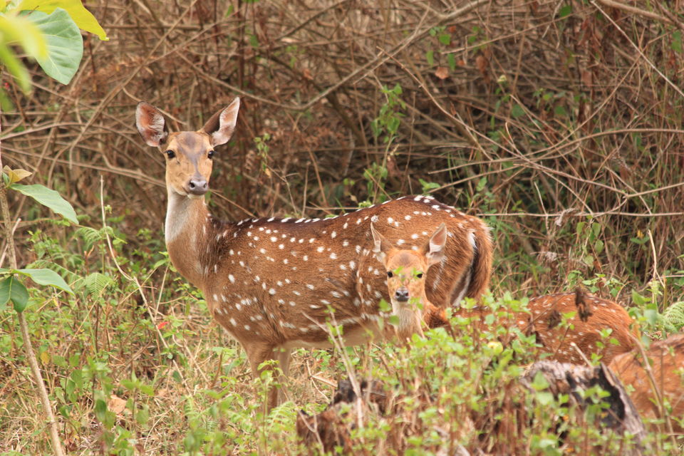 Photo of Long weekend in the wild - K Gudi - B R Hills 36/54 by Nancy Desai