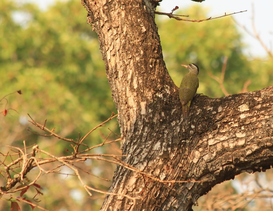 Photo of Long weekend in the wild - K Gudi - B R Hills 37/54 by Nancy Desai