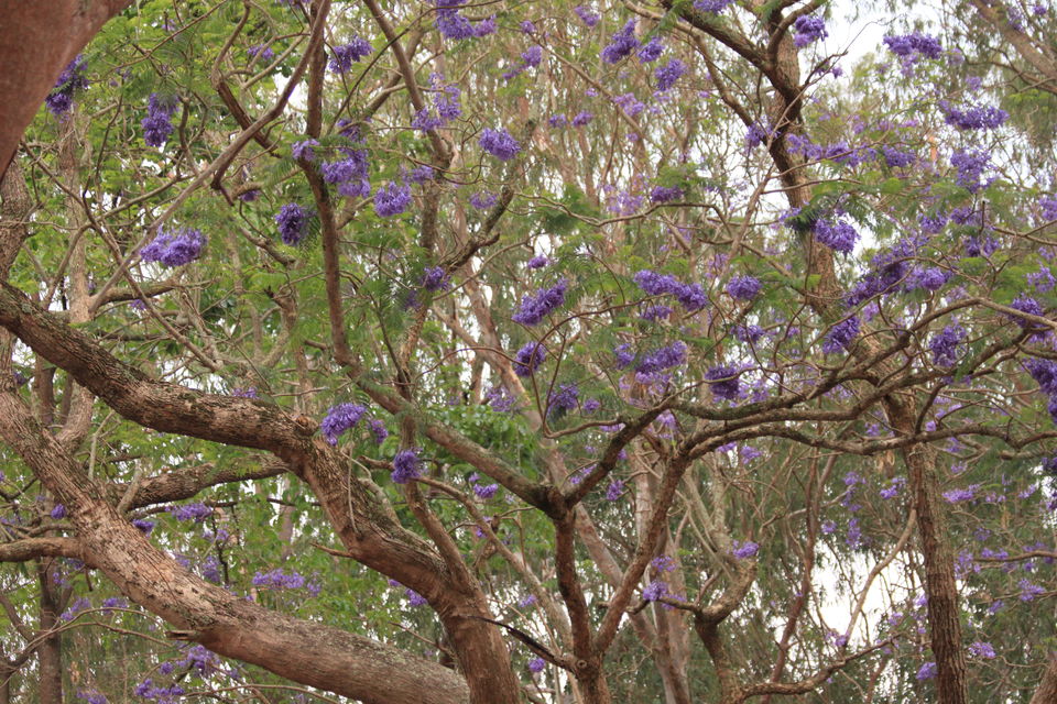 Photo of Long weekend in the wild - K Gudi - B R Hills 38/54 by Nancy Desai