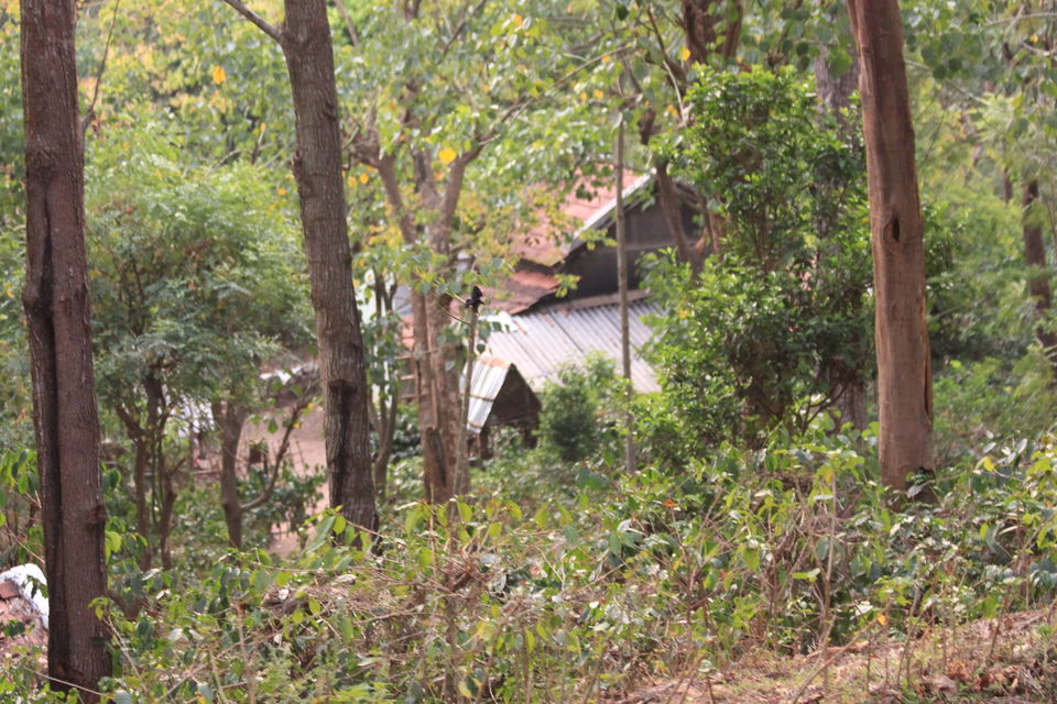 Photo of Long weekend in the wild - K Gudi - B R Hills 39/54 by Nancy Desai