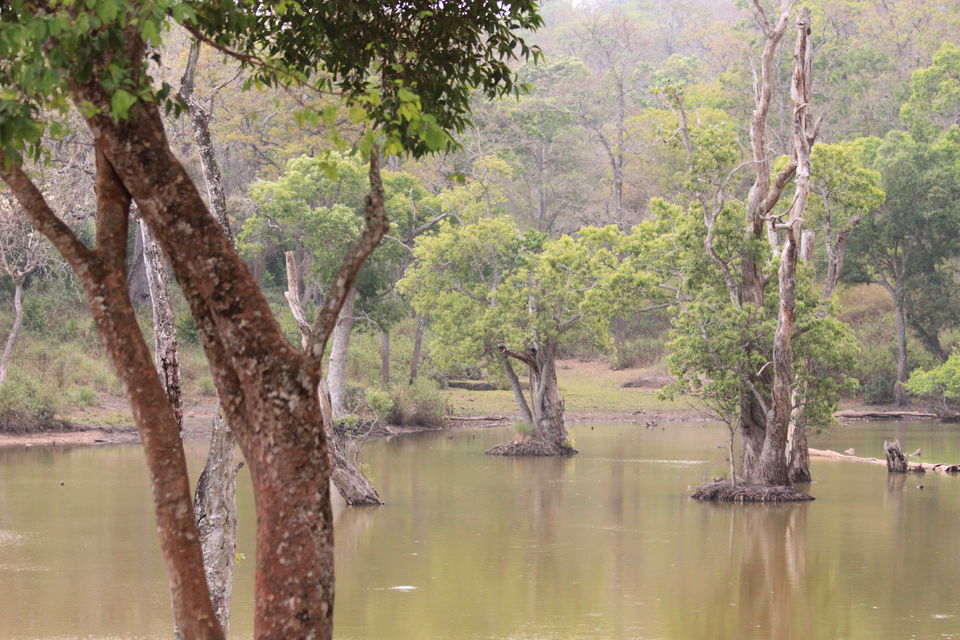Photo of Long weekend in the wild - K Gudi - B R Hills 41/54 by Nancy Desai
