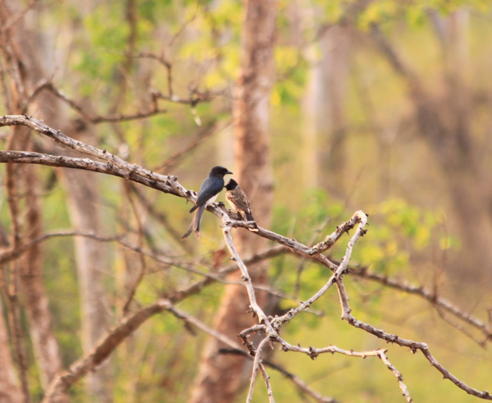 Photo of Long weekend in the wild - K Gudi - B R Hills 42/54 by Nancy Desai