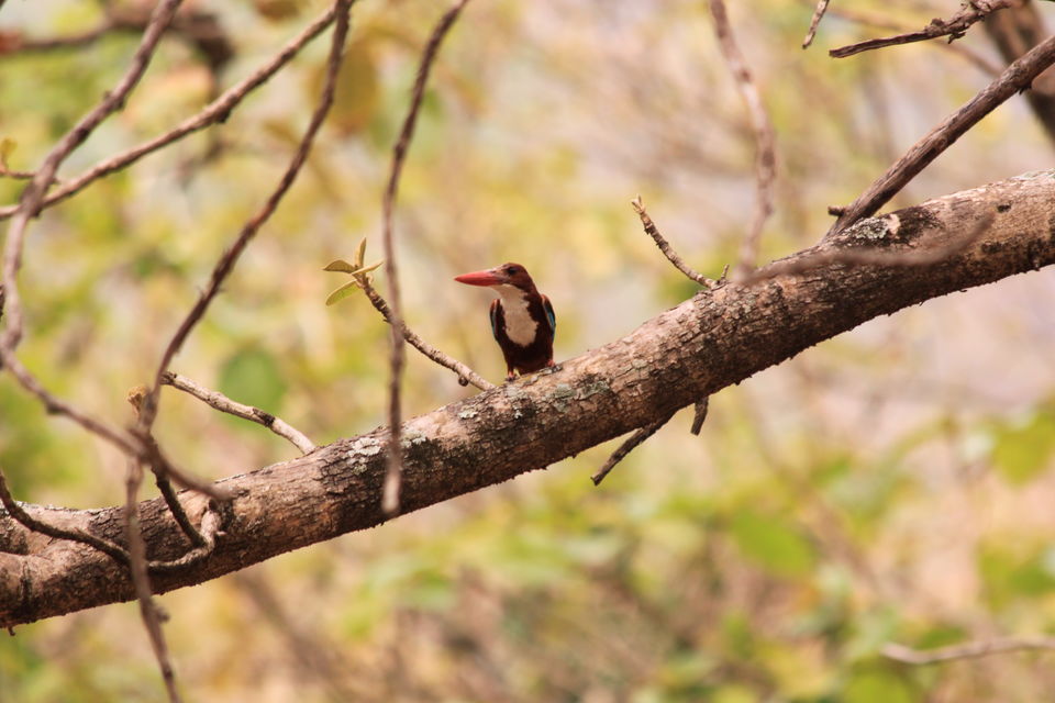 Photo of Long weekend in the wild - K Gudi - B R Hills 43/54 by Nancy Desai