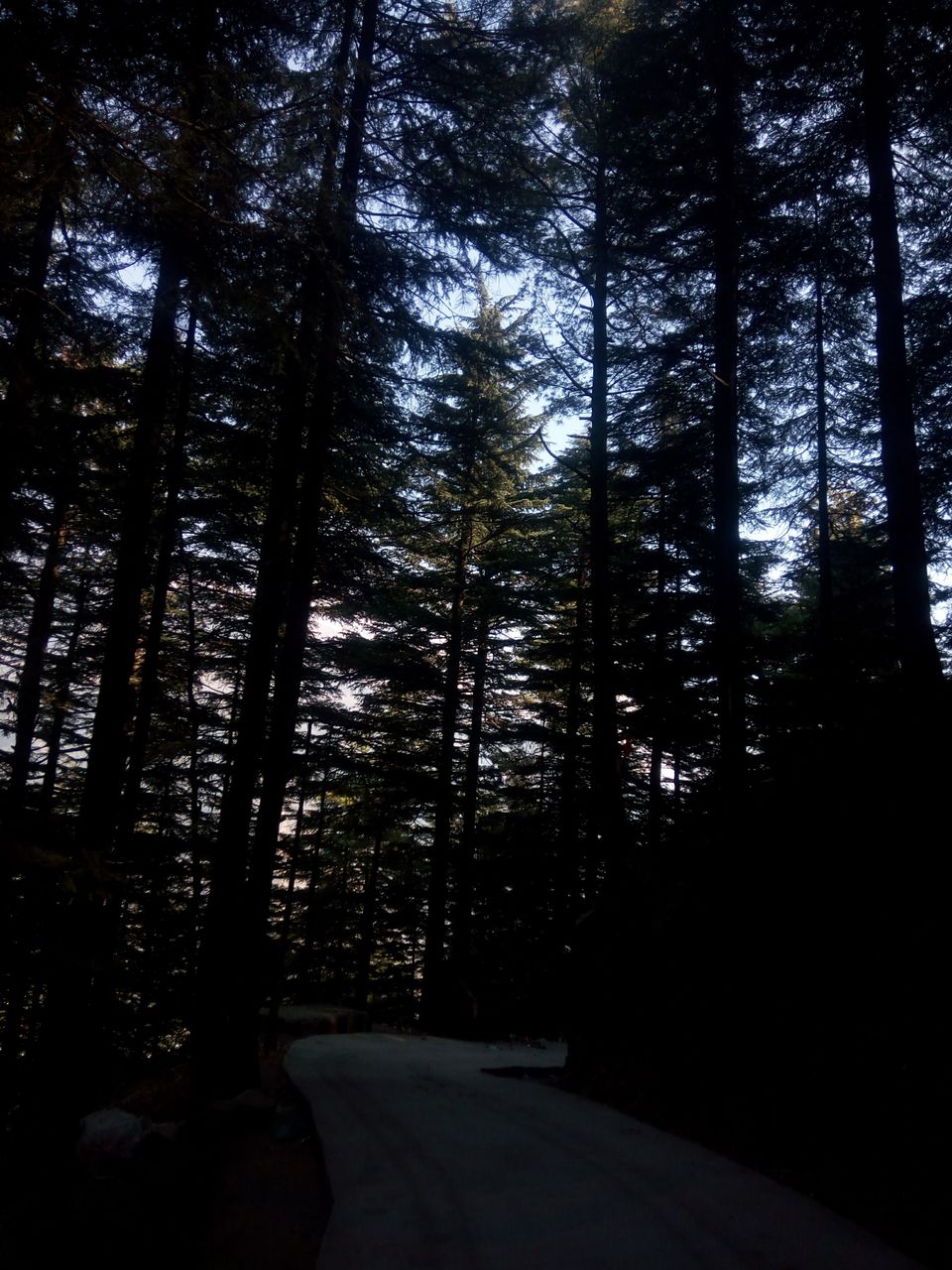 Photo of When I Met Myself - First Solo Backpacking to Magical Triund #LadysFirst by Albana Nadeem