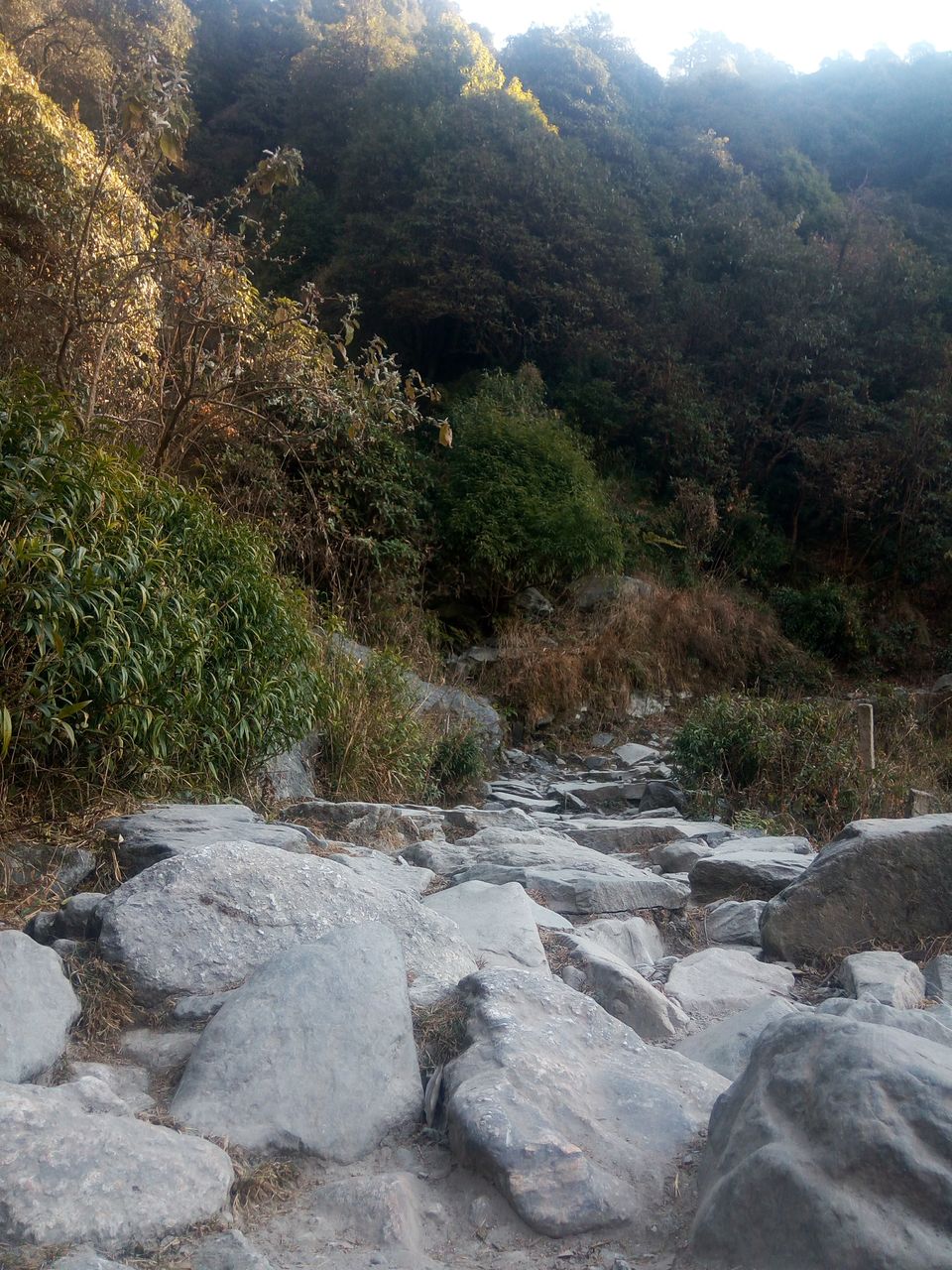 Photo of When I Met Myself - First Solo Backpacking to Magical Triund #LadysFirst by Albana Nadeem