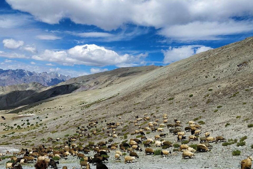 Photo of Nimaling Camping Ground, Leh by elisabeth aradhana