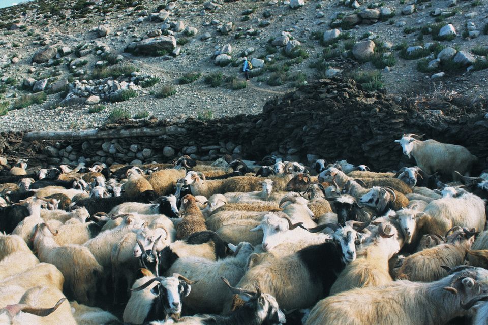 Photo of Nimaling Camping Ground, Leh by elisabeth aradhana
