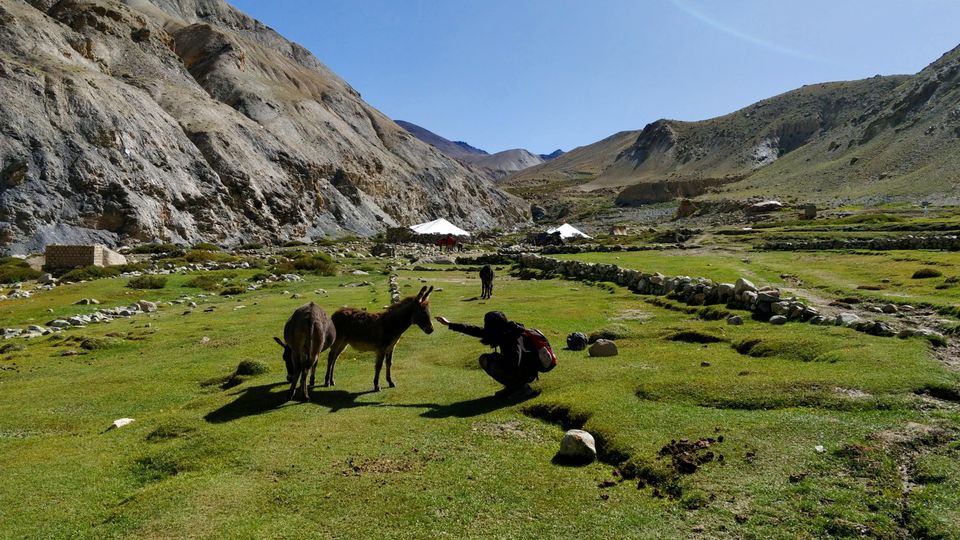 Photo of Nimaling Camping Ground, Leh by elisabeth aradhana