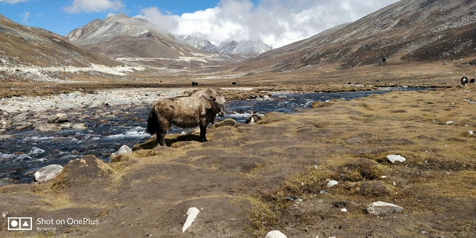 Photo of Zero Point Yumthang Valley, Sikkim, India by Ashish Bharti