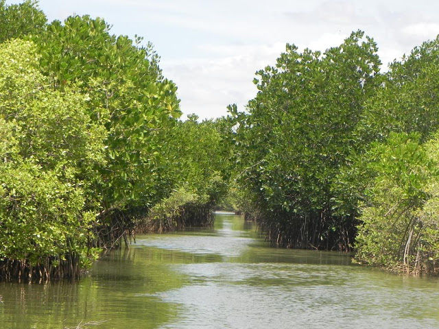 Photo of Still got No Place to go & Weekend is here- Explore the World's Second Largest Mangrove@ Pichavaram by Prachi Jain