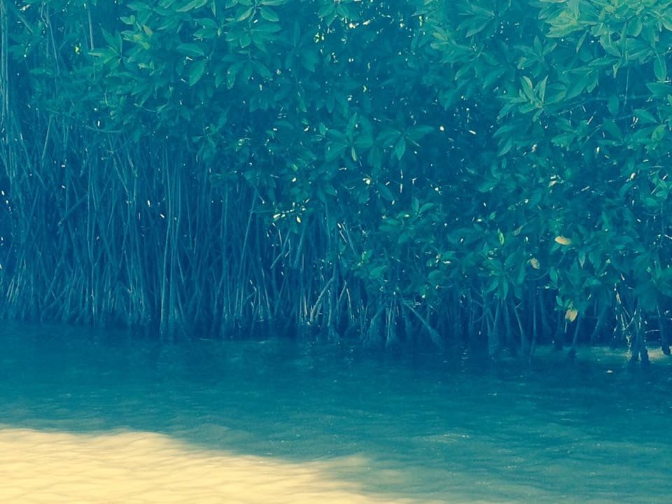 Photo of Still got No Place to go & Weekend is here- Explore the World's Second Largest Mangrove@ Pichavaram by Prachi Jain