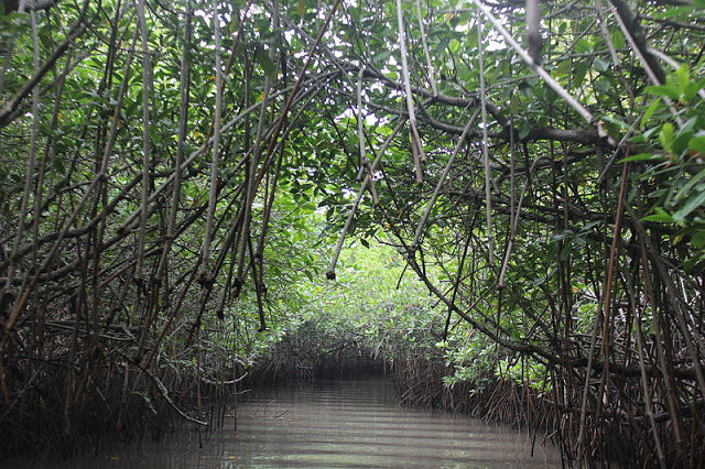 Photo of Still got No Place to go & Weekend is here- Explore the World's Second Largest Mangrove@ Pichavaram by Prachi Jain