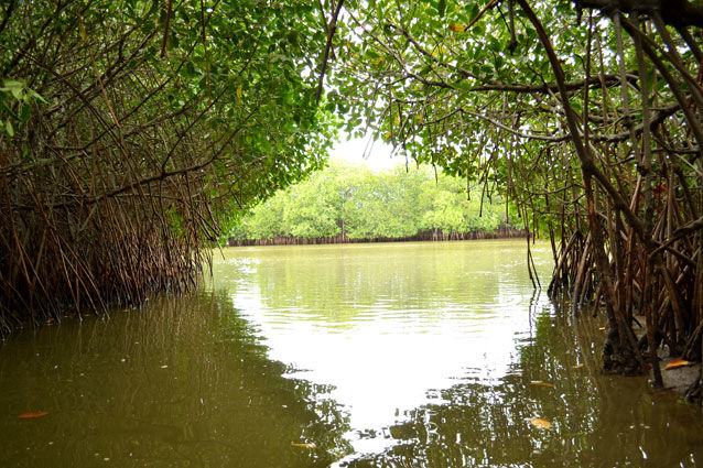 Photo of Still got No Place to go & Weekend is here- Explore the World's Second Largest Mangrove@ Pichavaram by Prachi Jain
