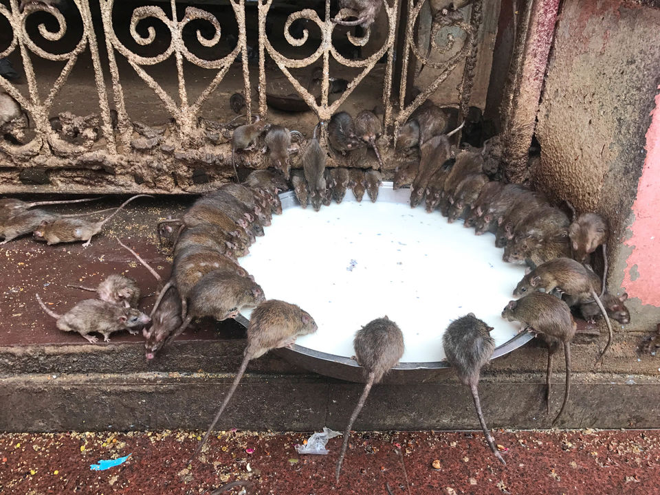 Photo of You shouldn't exclude Bikaner from your Rajasthan Trip. Here's why. by Purusottam Mohanty