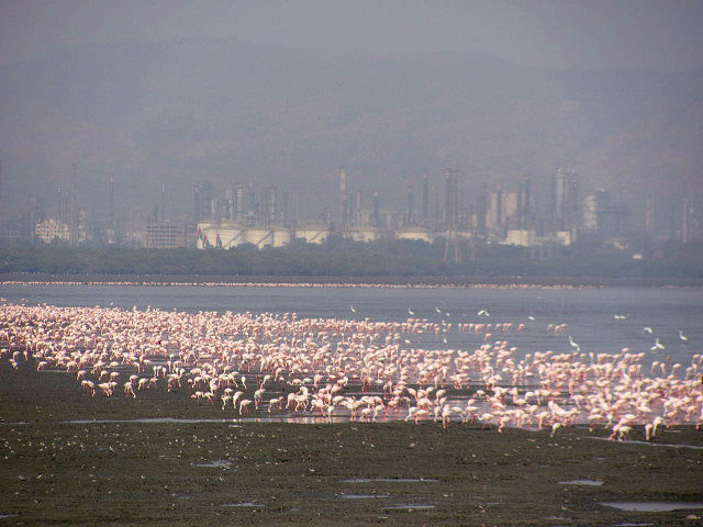 Photo of Top Cycling Locations in and around Mumbai | Shades of Mumbai 7/11 by Ankit Pednekar