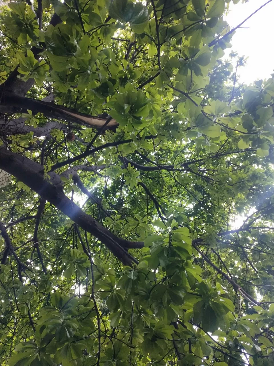 Photo of Bangalore By Aruna SV