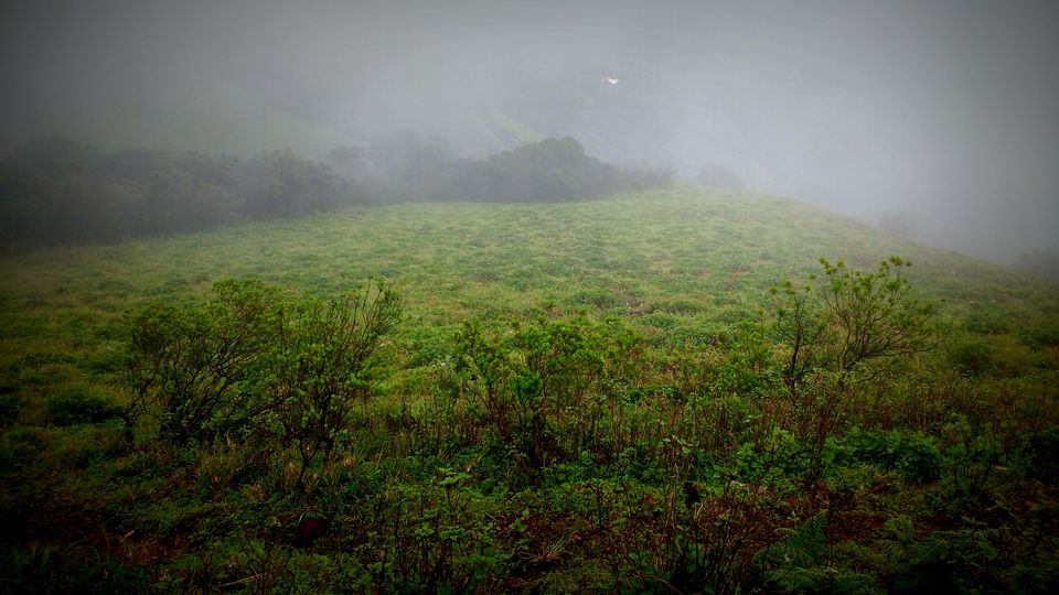 Photo of Where the green meets the greenery in Chikmagaluru 9/10 by Ria Saha