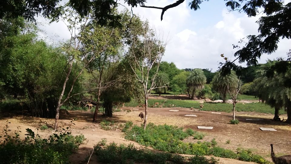 Photo of Nehru Zoological Park β Hyderabad 1/26 by Vinay