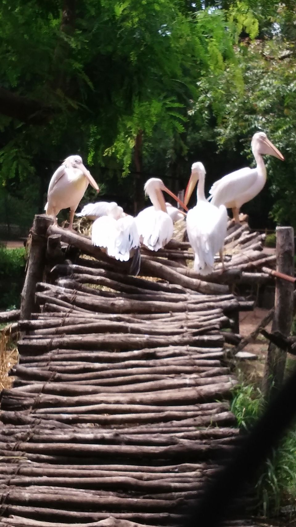 Photo of Nehru Zoological Park β Hyderabad 2/26 by Vinay