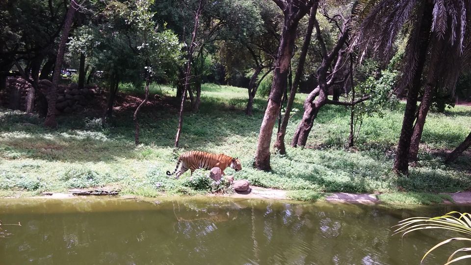 Photo of Nehru Zoological Park β Hyderabad 9/26 by Vinay