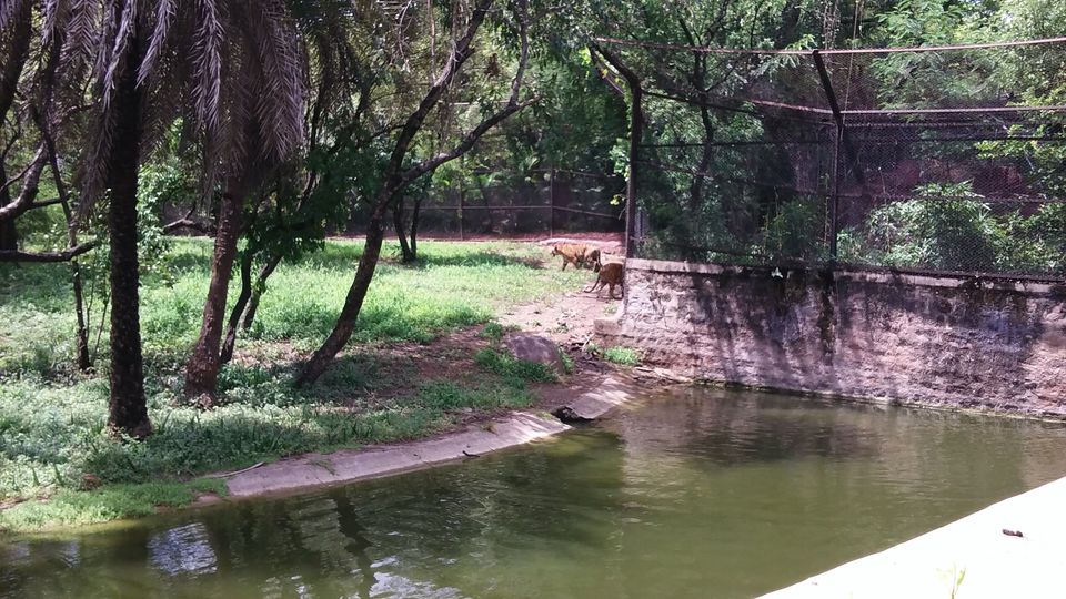 Photo of Nehru Zoological Park β Hyderabad 10/26 by Vinay