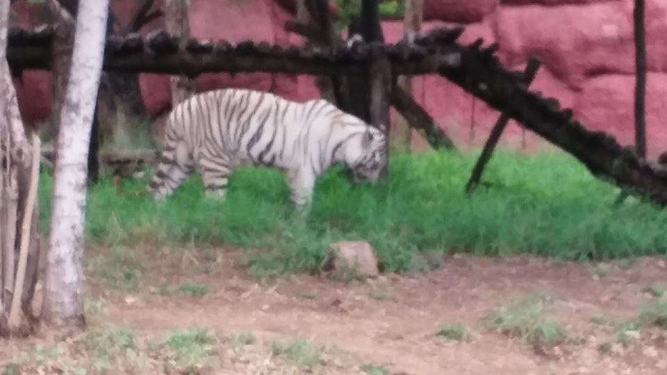 Photo of Nehru Zoological Park β Hyderabad 11/26 by Vinay
