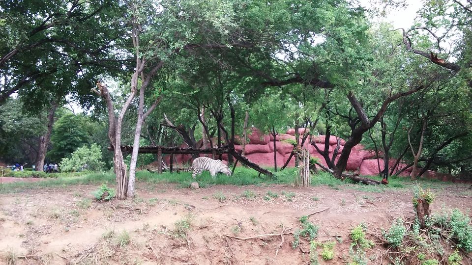 Photo of Nehru Zoological Park β Hyderabad 12/26 by Vinay