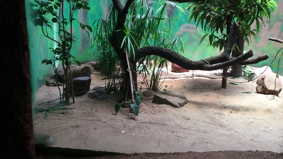 Photo of Nehru Zoological Park β Hyderabad 13/26 by Vinay