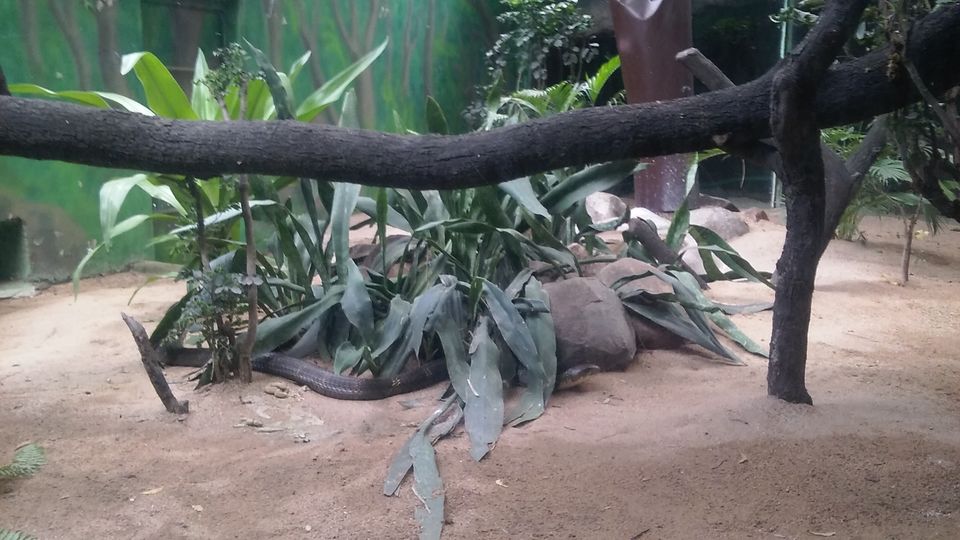 Photo of Nehru Zoological Park β Hyderabad 14/26 by Vinay