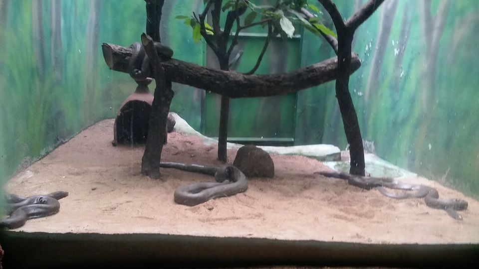 Photo of Nehru Zoological Park β Hyderabad 16/26 by Vinay