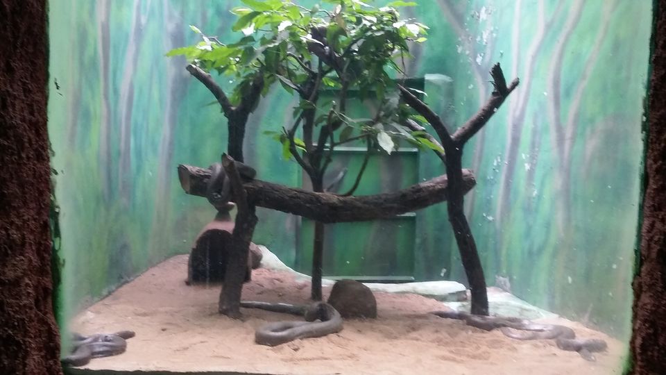 Photo of Nehru Zoological Park β Hyderabad 17/26 by Vinay