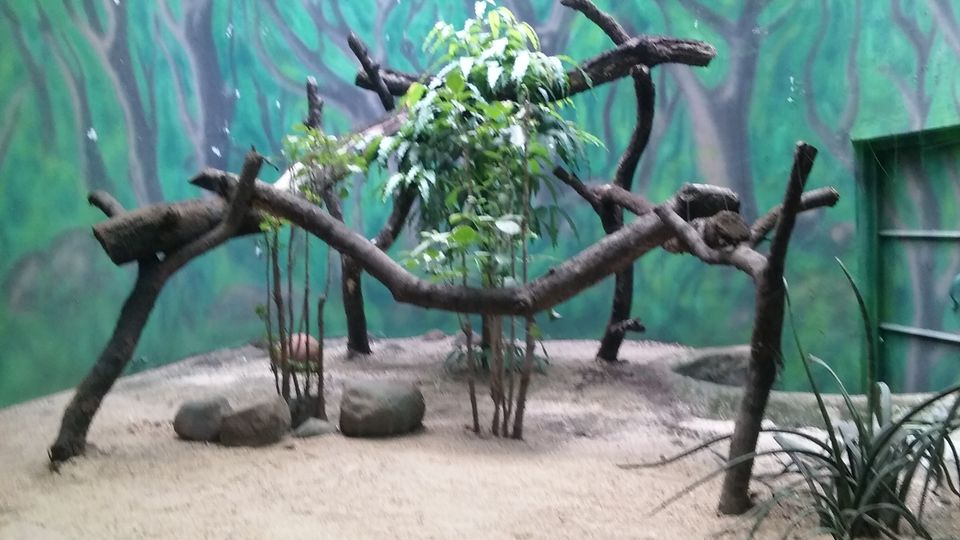 Photo of Nehru Zoological Park β Hyderabad 18/26 by Vinay