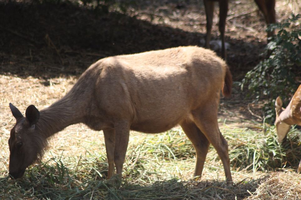 Photo of Bannerghatta National Park - Best Safari Experience 2/15 by Vinay