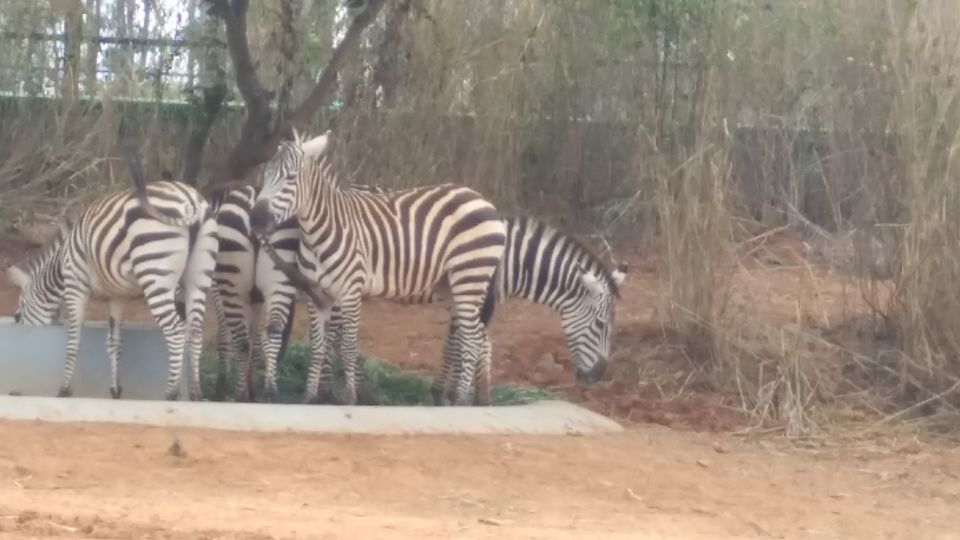 Photo of Bannerghatta National Park - Best Safari Experience 6/15 by Vinay