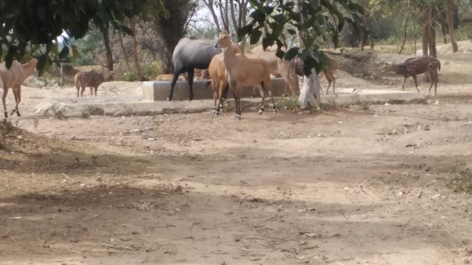 Photo of Bannerghatta National Park - Best Safari Experience 4/15 by Vinay