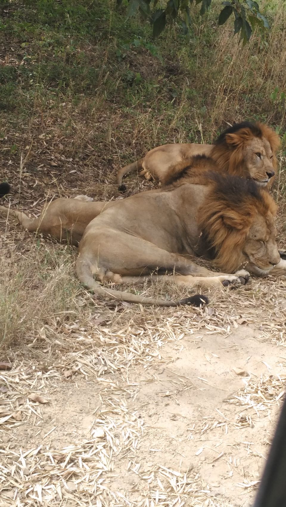 Photo of Bannerghatta National Park - Best Safari Experience 9/15 by Vinay